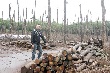 Tây Nguyên ồ ạt trồng tiêu : Đua nhau chặt bỏ cao su, cà phê